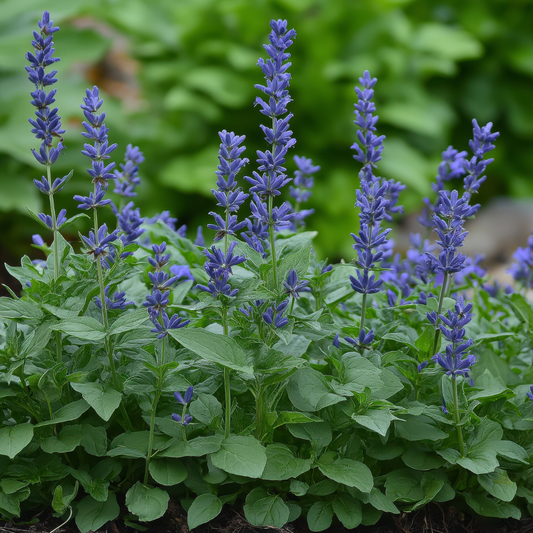 Salvia_MVN.png