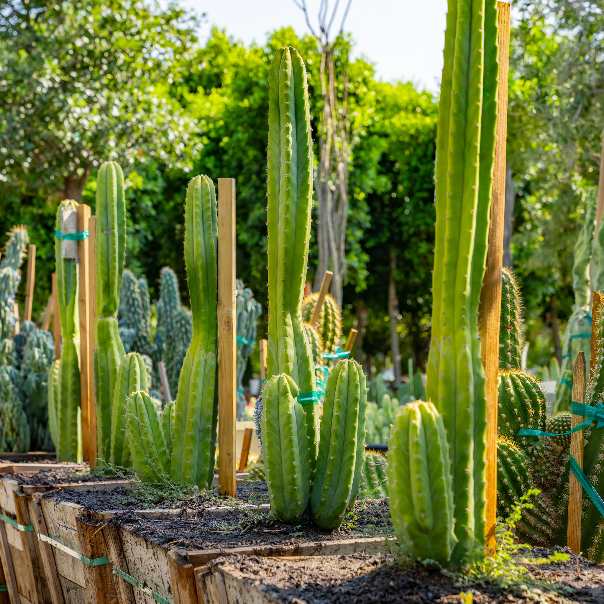 San Pedro Cactus | Cacti, Agave & More | Moon Valley Nurseries