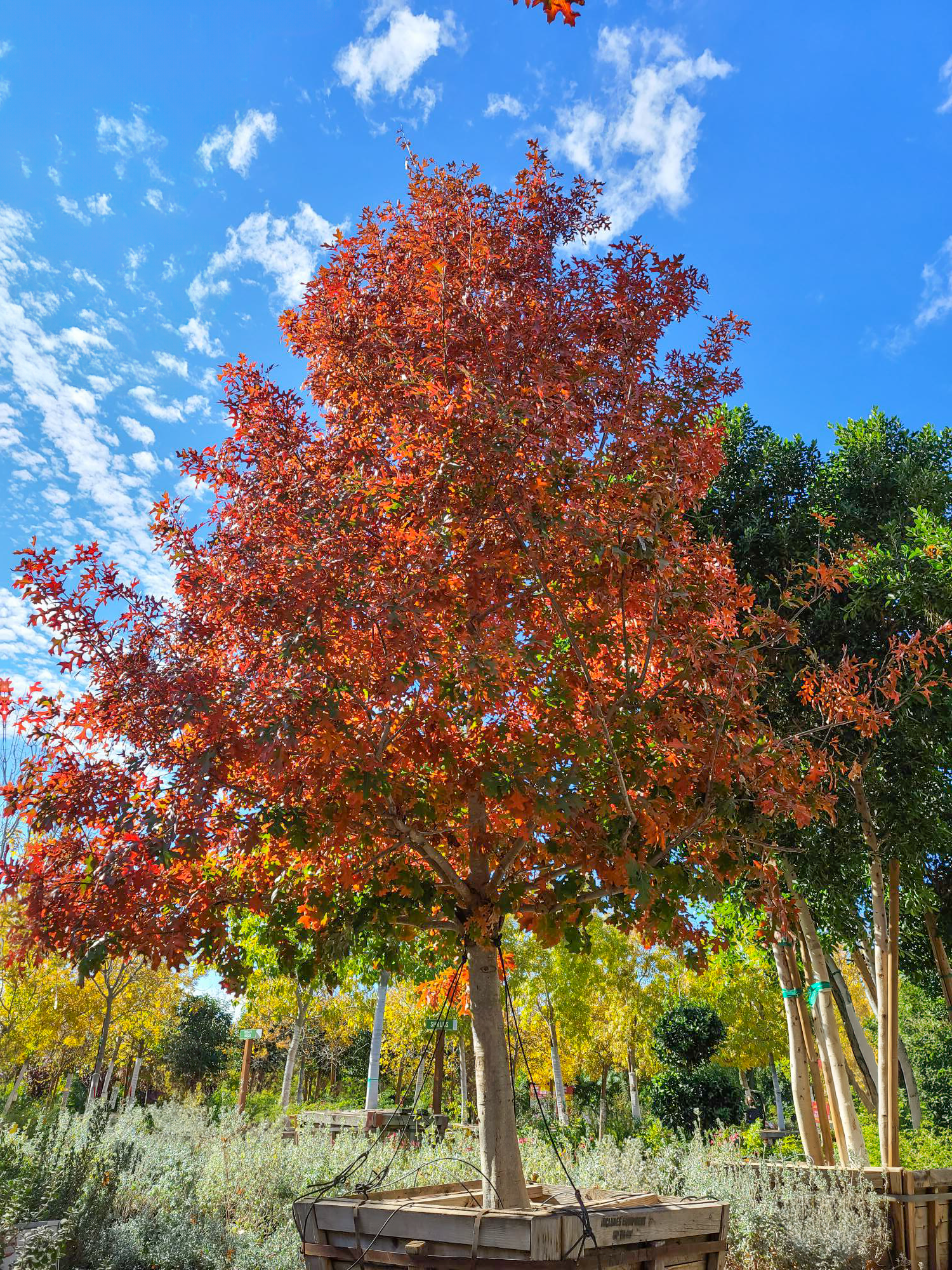 Basque Oak Tree Makarand Oak