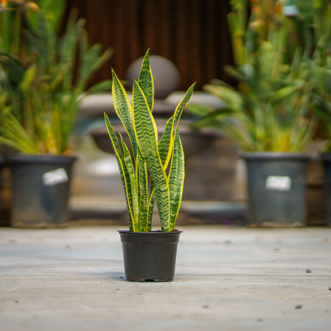 Mother-In-Law's Tongue | Succulents | Moon Valley Nurseries