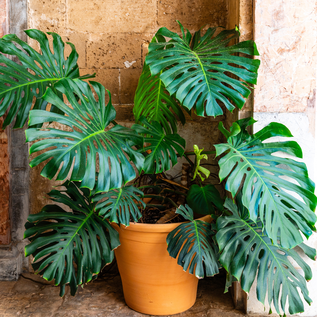 Split Leaf Philodendron | Indoor Plants | Moon Valley Nurseries