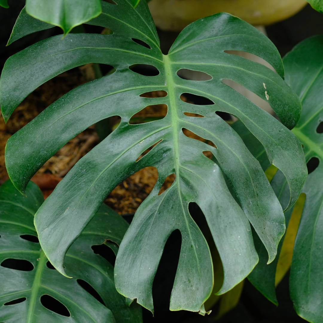 Split Leaf Philodendron | Indoor Plants | Moon Valley Nurseries