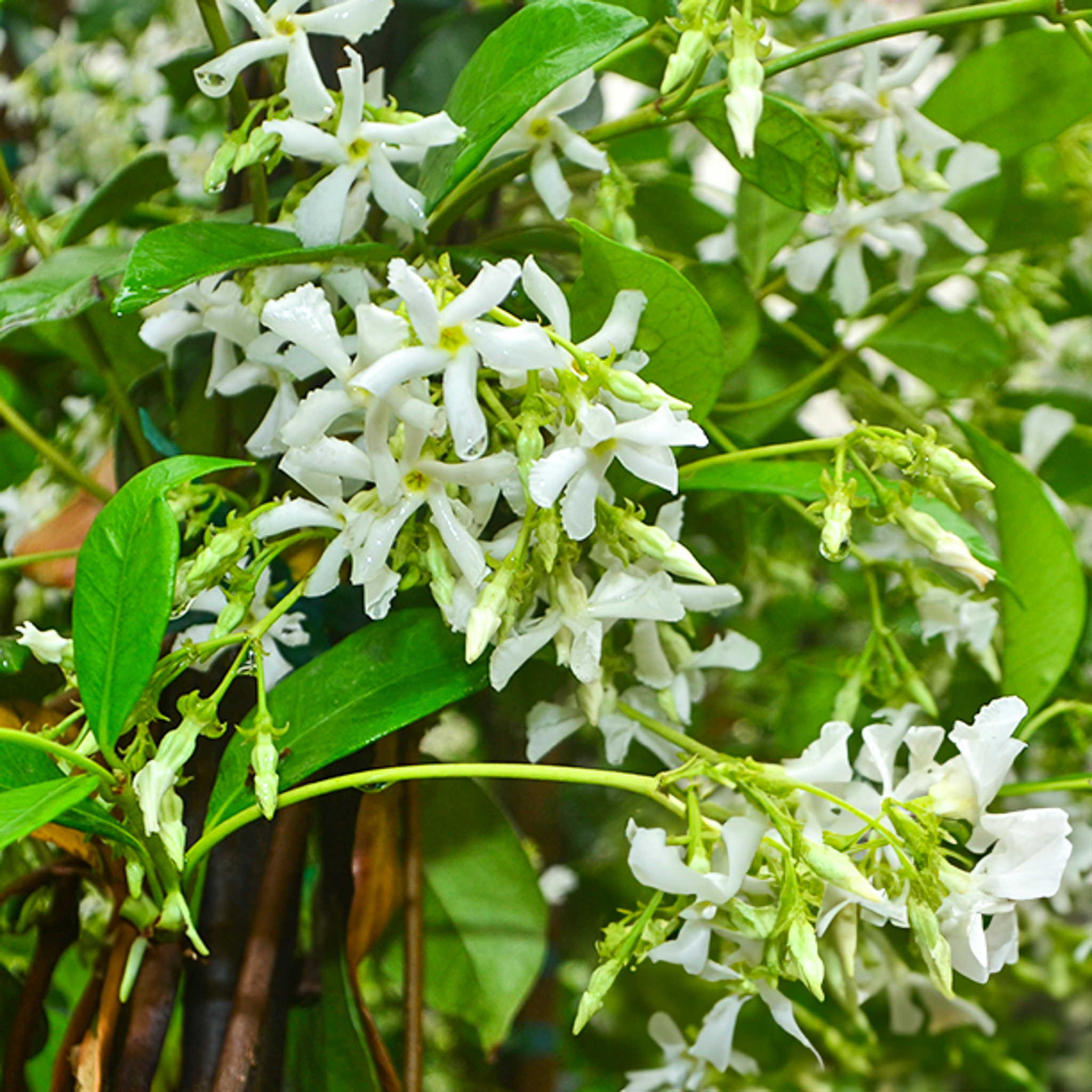 Jasmine Star Jasmine | Vines | Moon Valley Nurseries