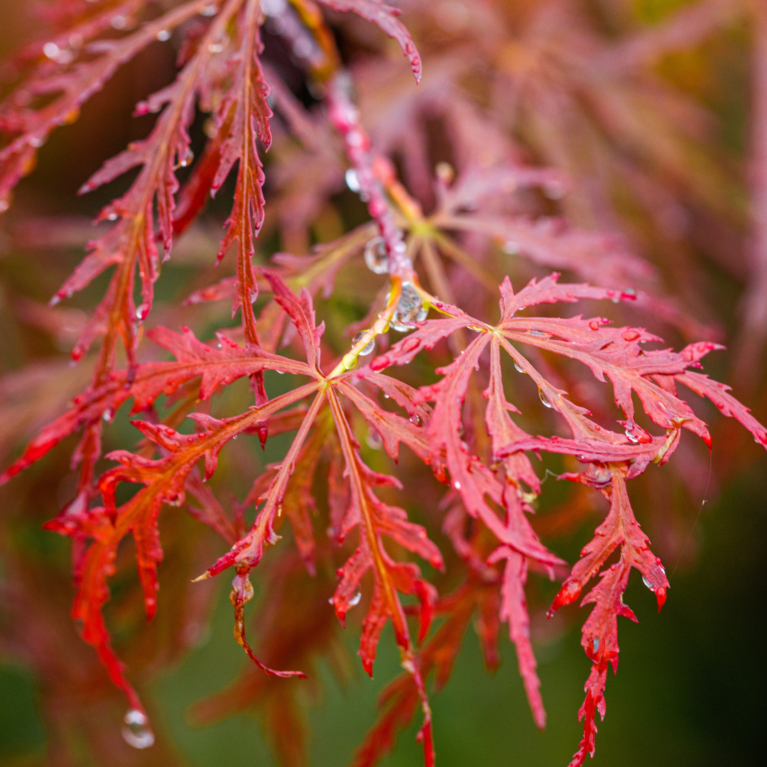 Tamukeyama_Japanese_Maple.png