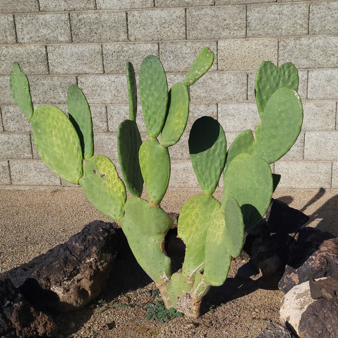 Thornless Prickly Pear Cactus | Shrubs | Moon Valley Nurseries