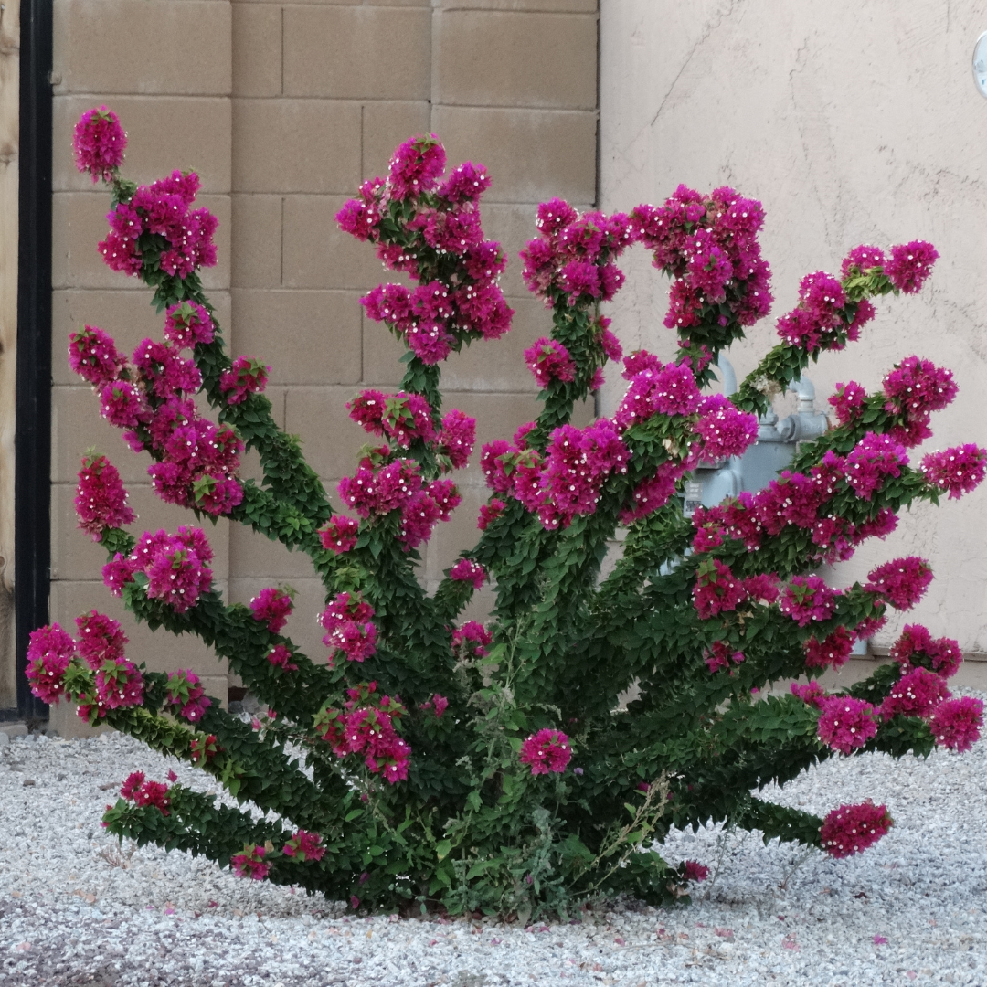 Torch Glow Bougainvillea | Shrubs | Moon Valley Nurseries