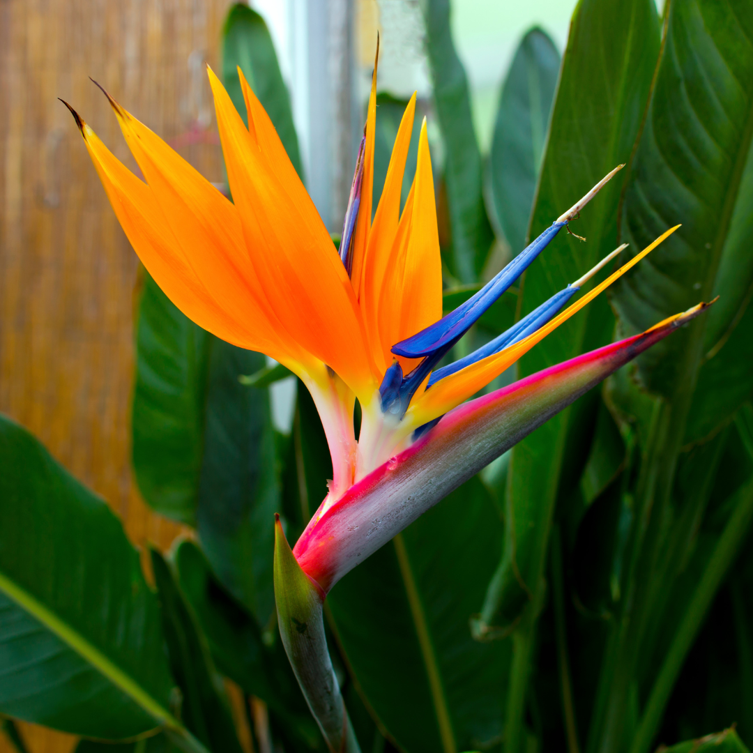 【新品】Aloha Blossom Birds Of Paradise 42 Tropical Bird of Paradise | Shrubs | Moon Valley Nurseries