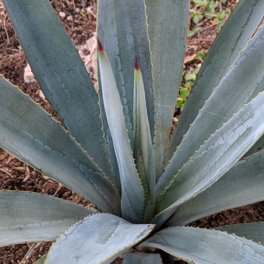 Willing plant 大眼 Yei Tao Cthulhu Agave Yei Tao 大眼 Cthulhu Agave utahensis | Willing plant｜陶芸