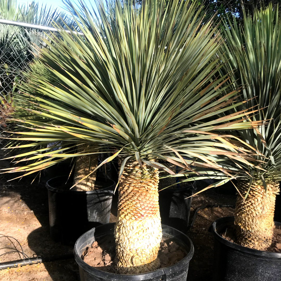 Yucca Pendula | Cacti Agave and More | Moon Valley Nurseries