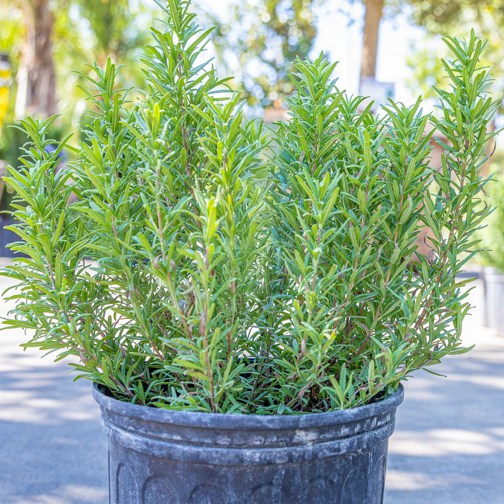 Upright Rosemary | Shrubs | Moon Valley Nurseries