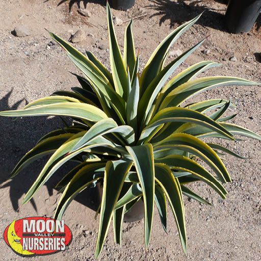 Variegated Smooth Agave | Succulents | Moon Valley Nurseries