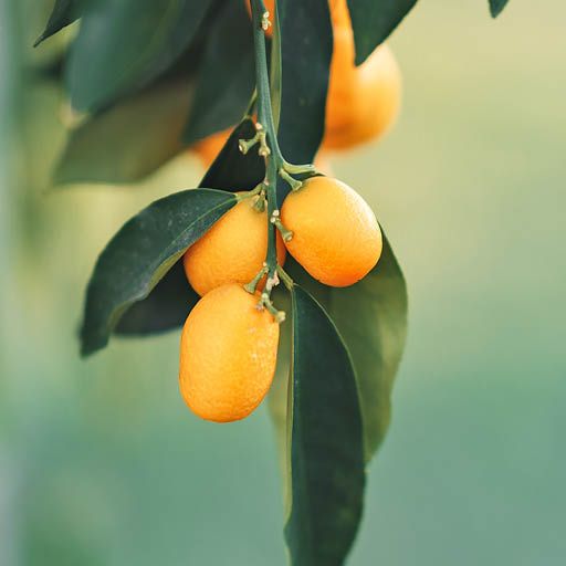 Calamondin Orange Tree for Sale | Moon Valley Nurseries
