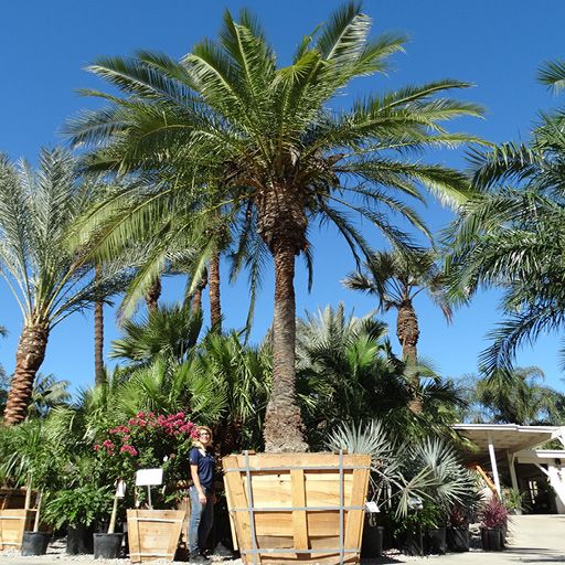 ルピコラヤシ（Phoenix rupicola）⑪ Phoenix rupicola - Cliff Date Palm - 5 Sementes | eBay