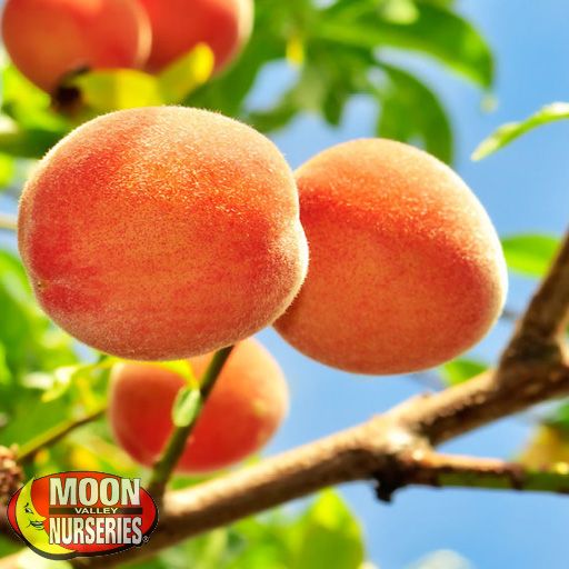 gogold-peach-variety_-1.jpg