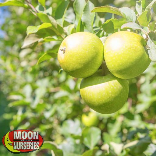 Granny Smith Apple | Citrus and Fruit | Moon Valley Nurseries