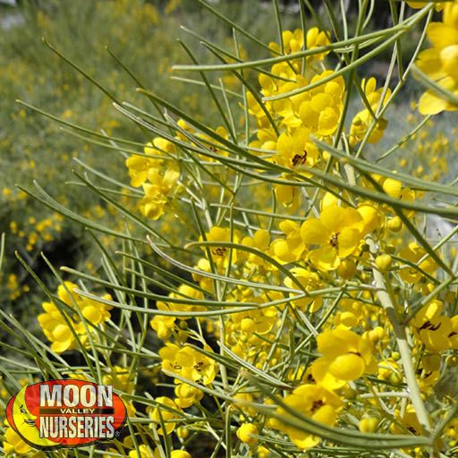 Green Cassia | Shrubs | Moon Valley Nursery