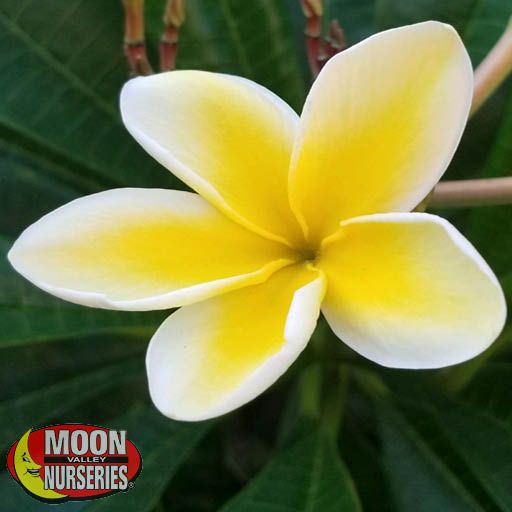プルメリアページ Shop Yellow Plumeria | Moon Valley Nurseries