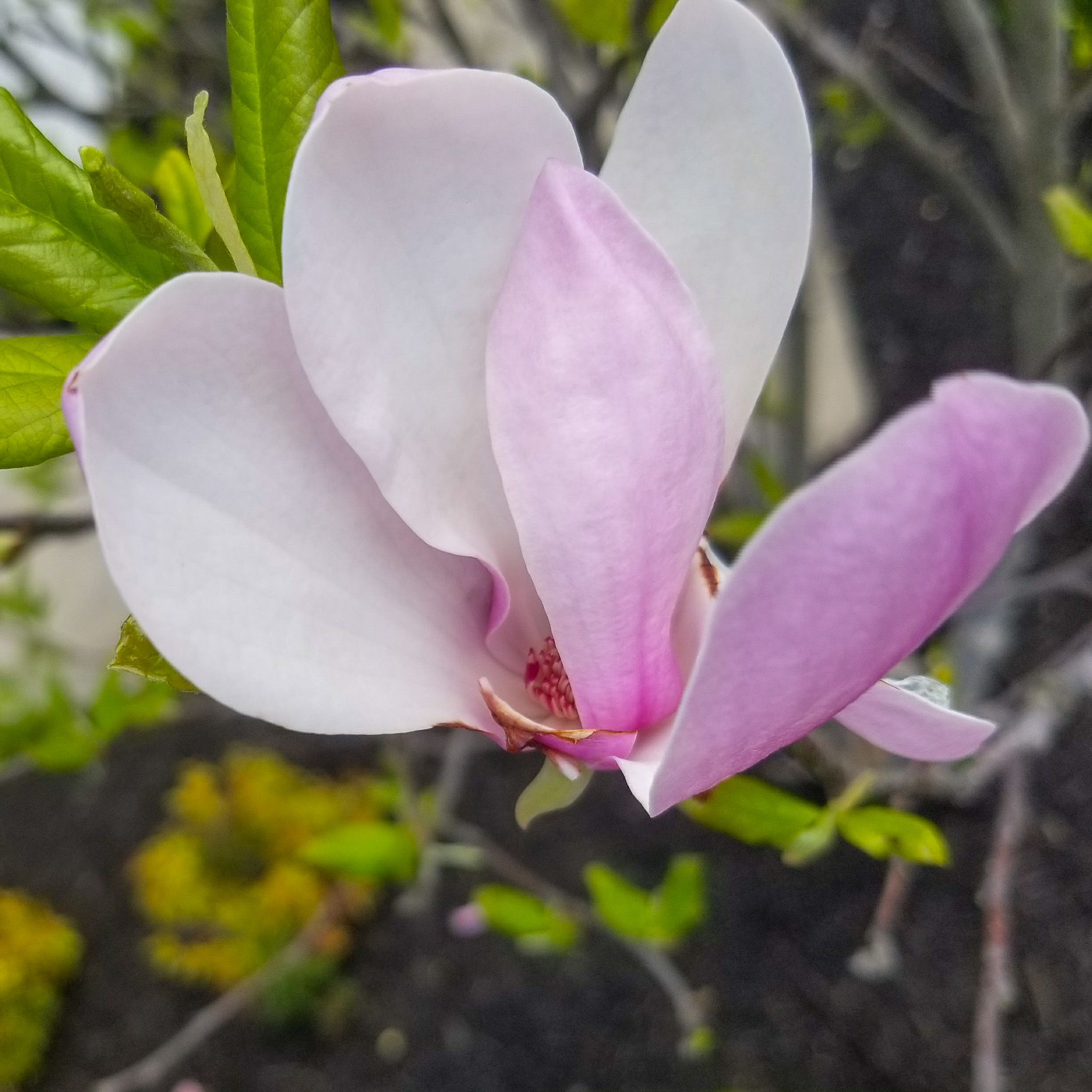 ☆Magnolia☆ Magnolia × soulangeana 'Lennei' (Saucer Magnolia)