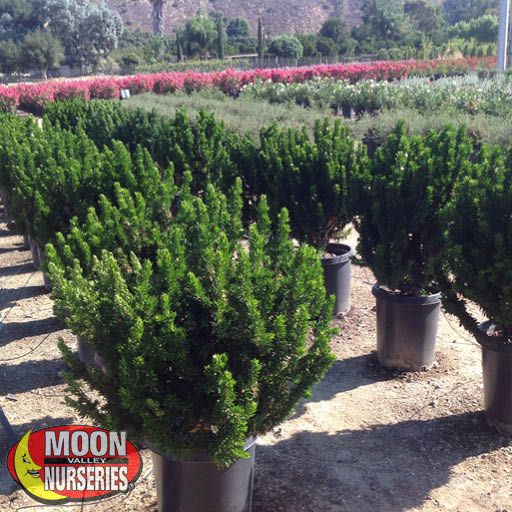 Twisted Myrtle | Shrubs | Moon Valley Nurseries