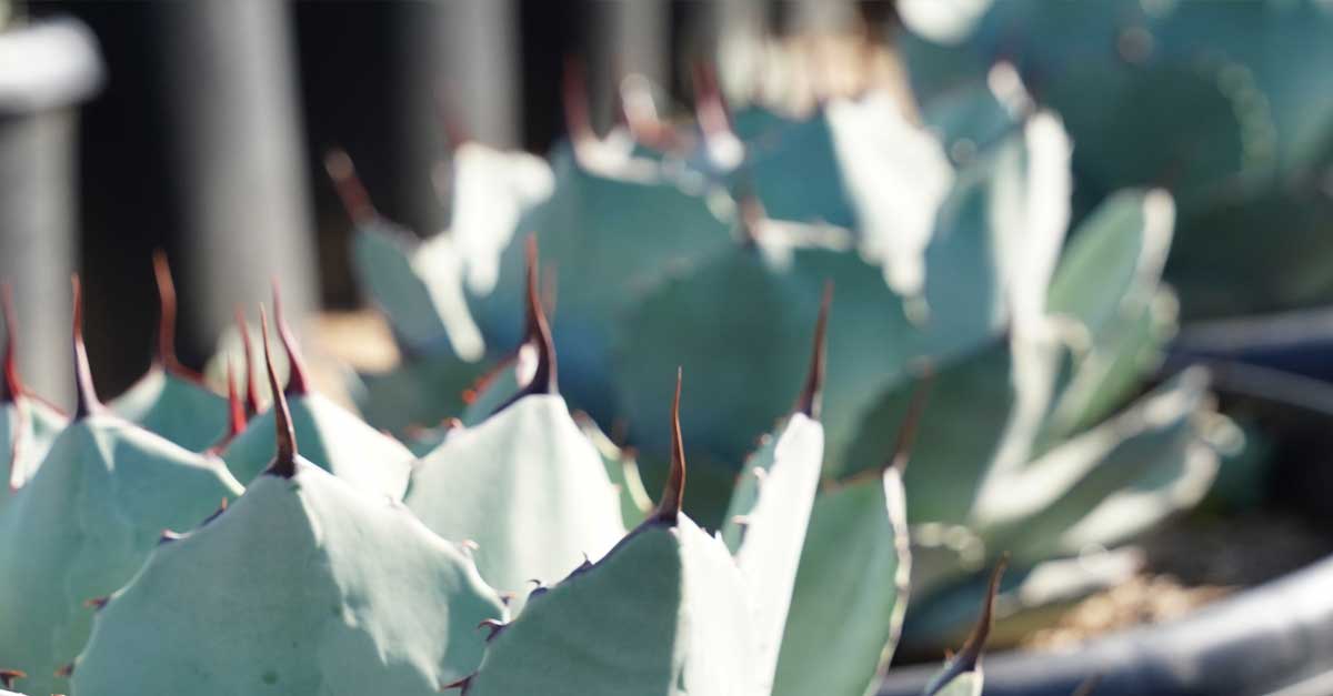 Cacti Agave for Sale | Moon Valley Nurseries