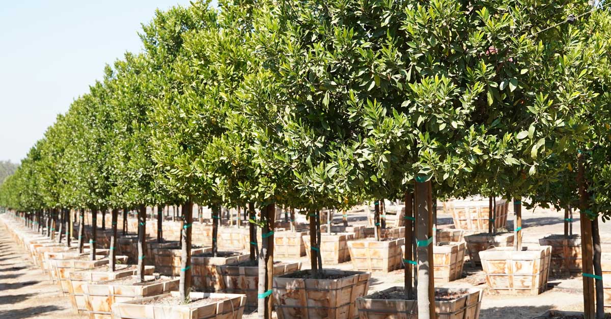 Evergreen Trees for Sale | Moon Valley Nurseries