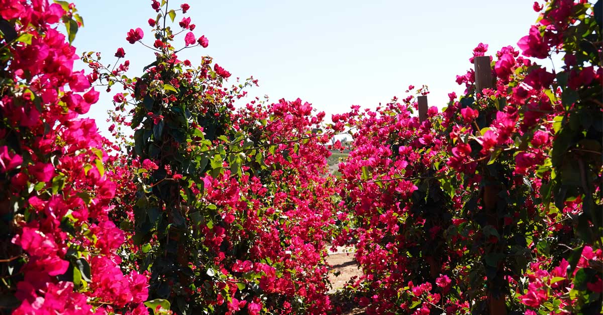 Shop Vines for Every Garden Style | Moon Valley Nurseries